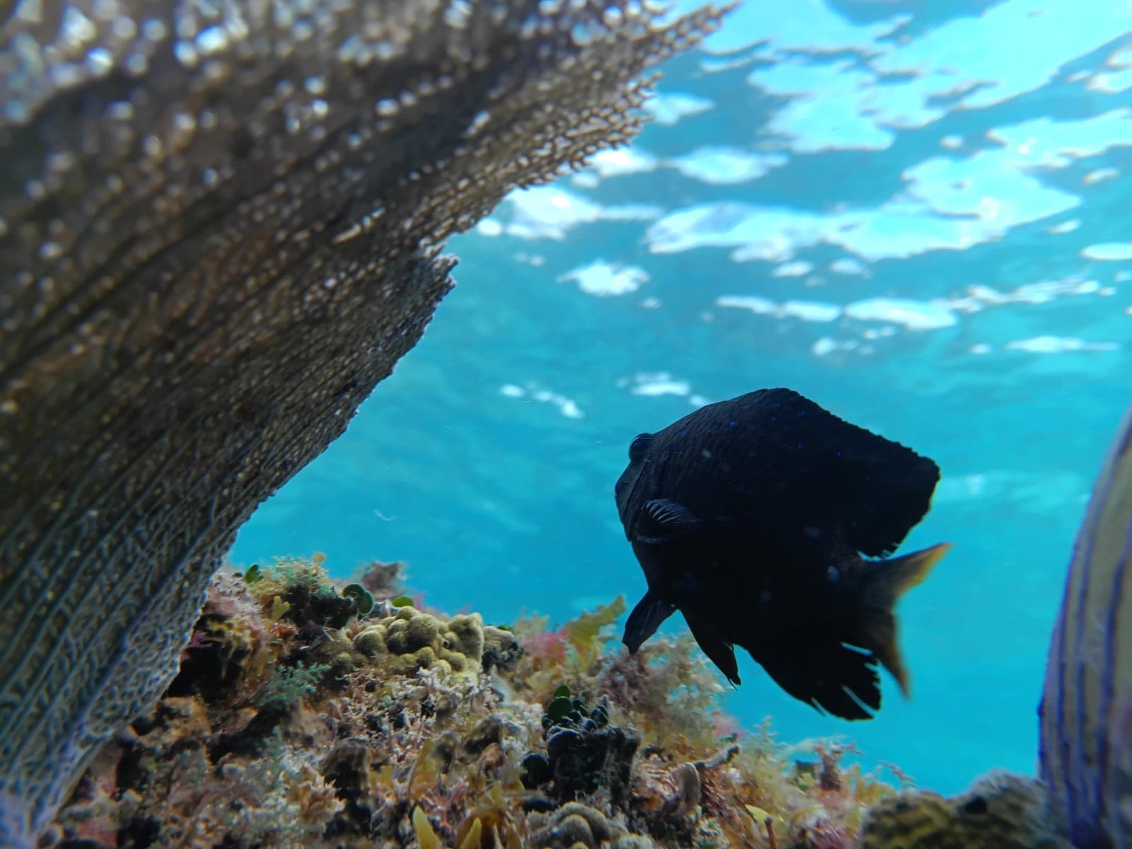 Black damselfish under a sea-fan arm, surface light behind it
