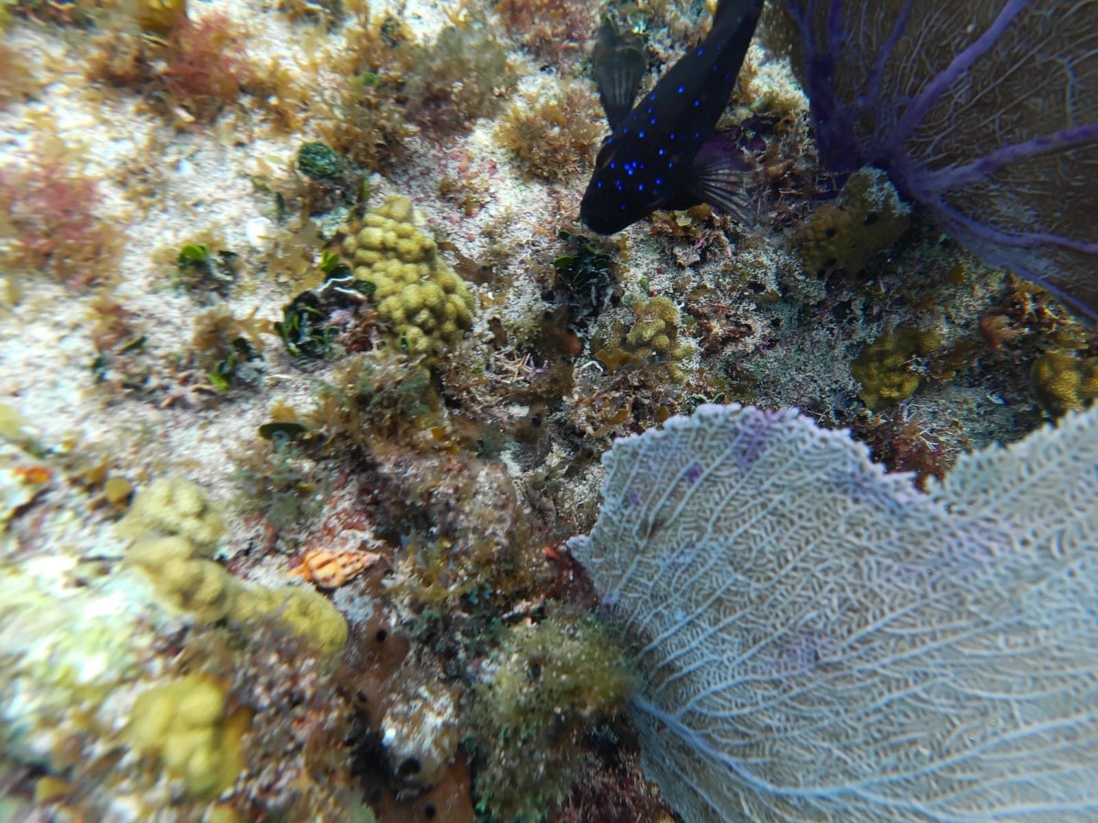 White sea fan and yellow sponges over rock, a blue fish passing through